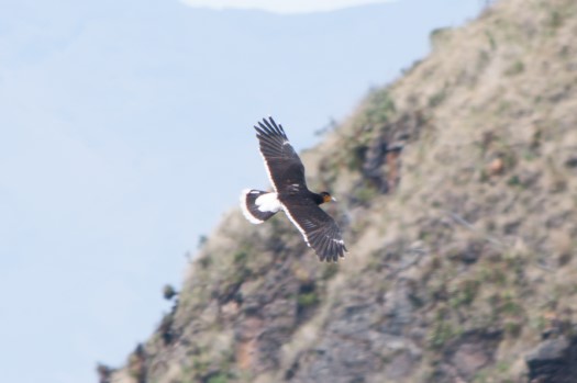Carunculated Caracara at Tambo Condor
